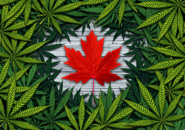 Canada'S Trade Surplus Widened In April F Canada25