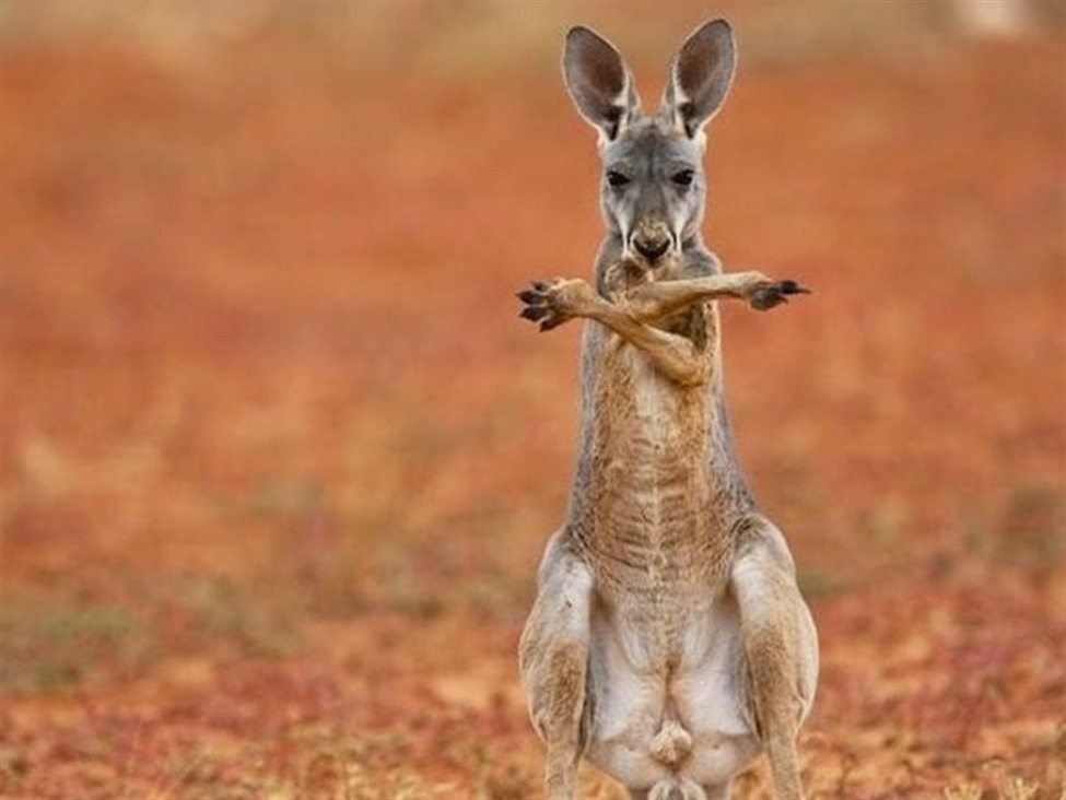 Australia Td-Mi Inflation Gauge, June 2026: 32.9% Y/Y (Vs. Prior 4.4%) Australia20Kangaroo202420July202025 Id 2Cb34D36 8A39 4515 A1C7 2E40Aaccaa3F Size975